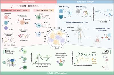 Defending against SARS-CoV-2: The T cell perspective